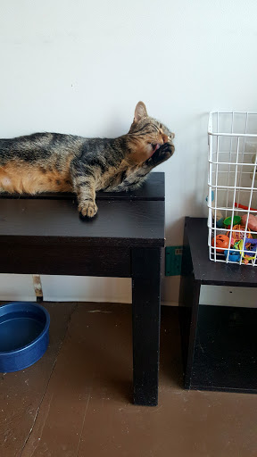 Pet Supply Store «PetSmart», reviews and photos, 2677 E Main St, Plainfield, IN 46168, USA