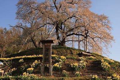 峰岸桜