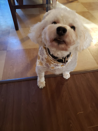 Pet Supply Store «Animal House Grooming & Quality», reviews and photos, 229 W Absecon Blvd, Absecon, NJ 08201, USA