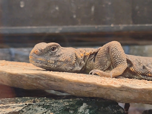 Pet Supply Store «House of Pets Inc», reviews and photos, 29500 Ford Rd, Garden City, MI 48135, USA