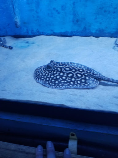 Tropical Fish Store «KHC Aquarium», reviews and photos, 150-1 Northern Blvd, Flushing, NY 11354, USA