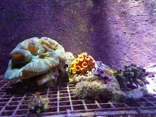 Tropical Fish Store «Ocean Aquarium», reviews and photos, 6820 E Black Horse Pike, Egg Harbor Township, NJ 08234, USA