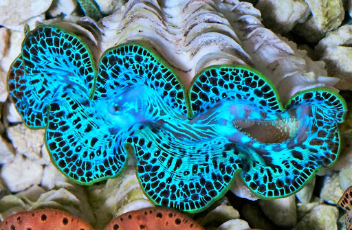 Pet Supply Store «Pacific East Aquaculture», reviews and photos, 107 School St, Mardela Springs, MD 21837, USA