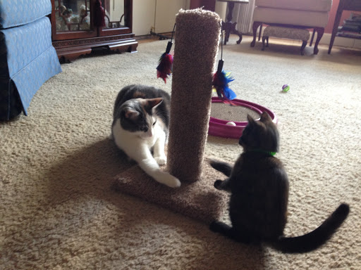 Pet Supply Store «Pet Supermarket», reviews and photos, 608 Montgomery Hwy, Vestavia Hills, AL 35216, USA