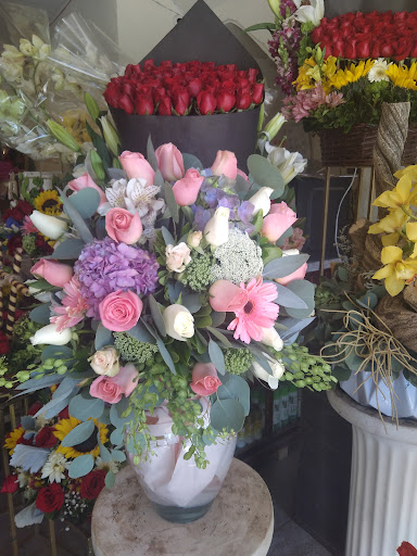 Gato Flor – San Luis Potosí