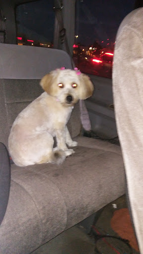 Pet Supply Store «PetSmart», reviews and photos, 7574 Voice of America Centre Dr, West Chester Township, OH 45069, USA