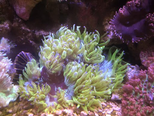 Aquarium «1st Class Aquarium», reviews and photos, 1167 Bay St, Staten Island, NY 10305, USA