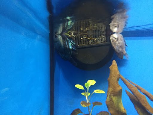 Pet Supply Store «Petco Animal Supplies», reviews and photos, 6015 Stage Rd, Bartlett, TN 38134, USA