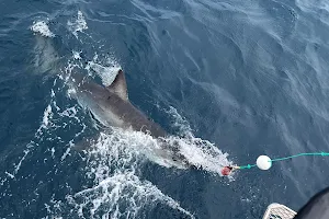 Rodney Fox Shark Expeditions image