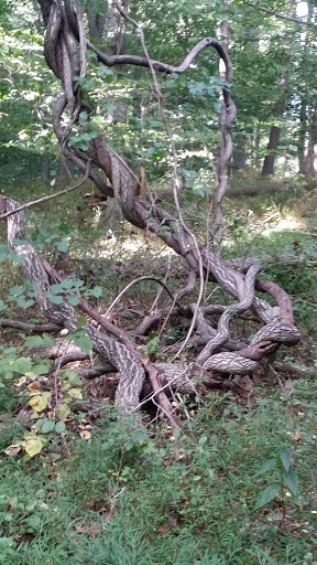 National Park «First State National Historical Park - Peters Rock Parking», reviews and photos, Thompsons Bridge Rd, Wilmington, DE 19803, USA