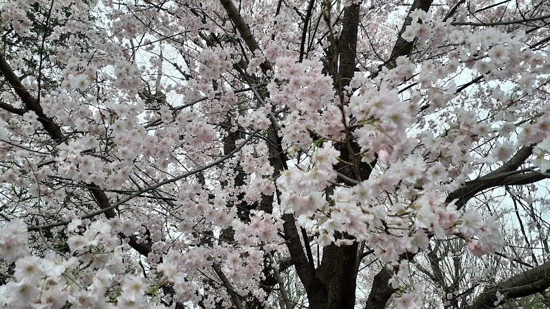 園里黄桜