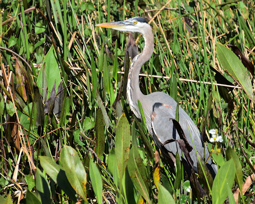 Golf Club «Plantation Preserve Golf Course & Club», reviews and photos, 7050 W Broward Blvd, Plantation, FL 33317, USA
