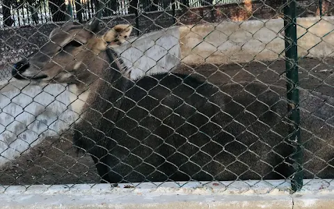 Rani Bagh Zoo image
