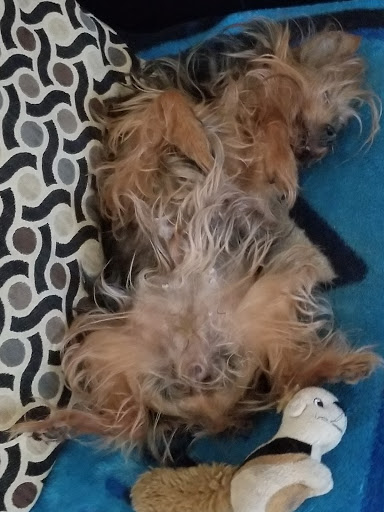 Pet Supply Store «Petco Animal Supplies», reviews and photos, 5951 6th Ave, Tacoma, WA 98406, USA