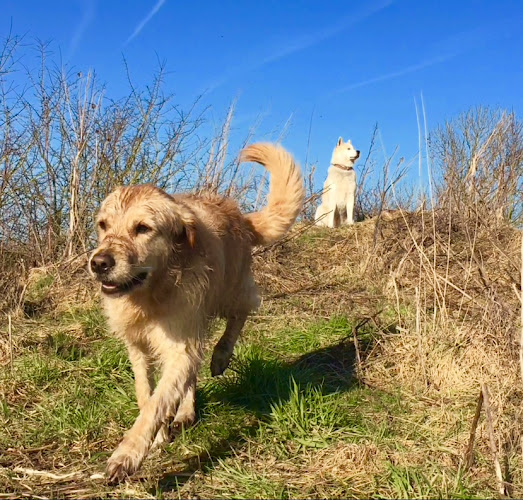 Comments and reviews of Dog Exercise Zone@ Beesley Farm