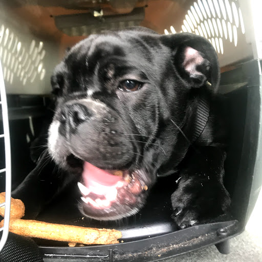 Pet Supply Store «PetSmart», reviews and photos, 1705 Mall of Georgia Blvd, Buford, GA 30519, USA