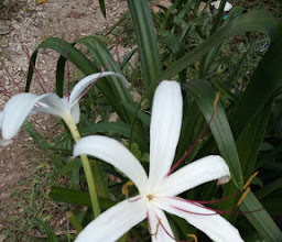 Jardineria En General (Sac-Nicte) photo