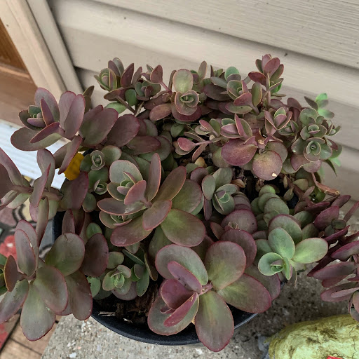 Hardware Store «Westlake Ace Hardware 011», reviews and photos, 5009 NE Vivion Rd, Kansas City, MO 64119, USA