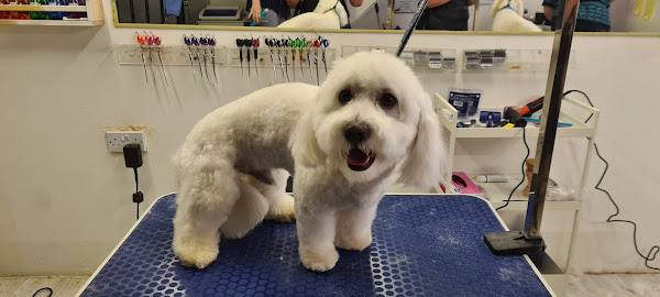 Paw Haven Pet Grooming - Westhoughton - Pets Sitting