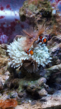 The Mystic Reef - Photo 7 - Car repair in Riverside, CA, Riverside