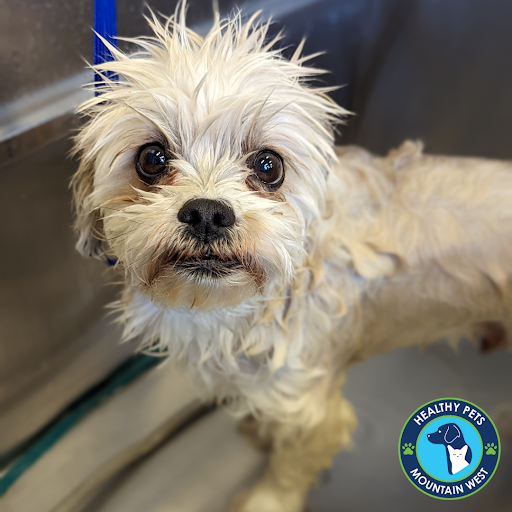 Pet Store «Healthy Pets Mountain West», reviews and photos, 2352 Fort Union Blvd, Cottonwood Heights, UT 84121, USA