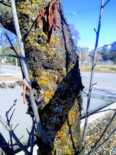 Hardware Store «Mendo Mill & Lumber Co», reviews and photos, 5255 Old Hwy 53, Clearlake, CA 95422, USA