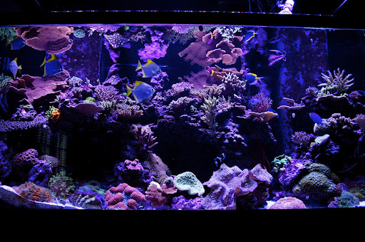 Tropical Fish Store «Pass Road Pet Center (Just Fish)», reviews and photos, 1939 Pass Rd, Biloxi, MS 39531, USA