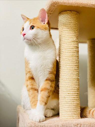 Malton Veterinary Services image