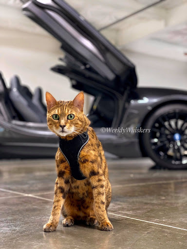 BMW Dealer «BMW Seattle», reviews and photos, 1002 Airport Way S, Seattle, WA 98134, USA