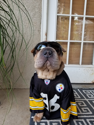 Pet Supply Store «PetSmart», reviews and photos, 3220 W Shaw Ave, Fresno, CA 93711, USA