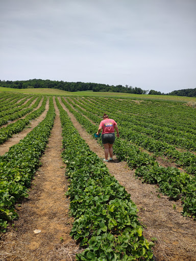Florist «Drying Shed», reviews and photos, 1587 Newcomer Rd, Chambersburg, PA 17202, USA