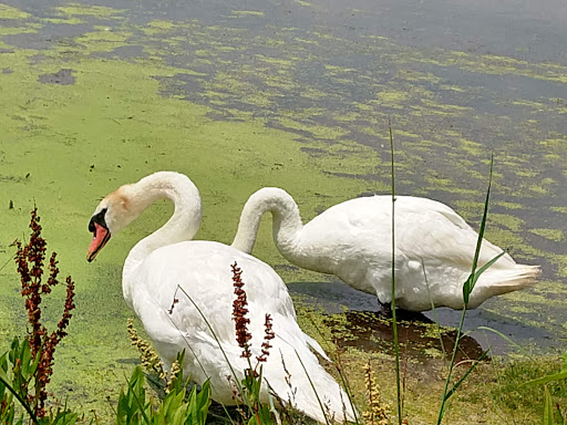 State Park «Cape May Point State Park», reviews and photos, Light House Ave, Cape May Point, NJ 08212, USA
