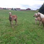 Photo n°6 de l'avis de Petra.a fait le 01/08/2020 à 15:41 sur le  Landhotel Haflingerhof à Roßhaupten