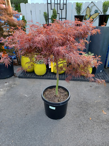 Garden Center «Pike Nurseries», reviews and photos, 6050 Bethelview Rd, Cumming, GA 30040, USA