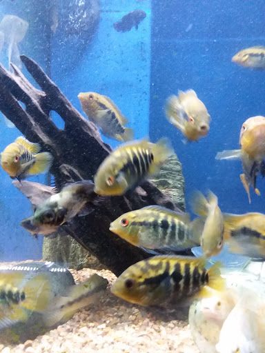 Pet Store «Olathe Pet Shop», reviews and photos, 16651 151st St, Olathe, KS 66062, USA