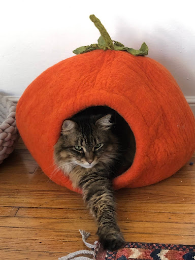 Pet Supply Store «Noe Valley Pet Co», reviews and photos, 1451 Church St, San Francisco, CA 94131, USA