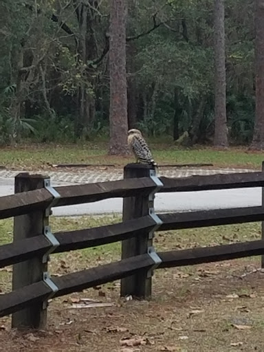 Park «John Chesnut Senior Park», reviews and photos, 2200 E Lake Rd S, Palm Harbor, FL 34685, USA