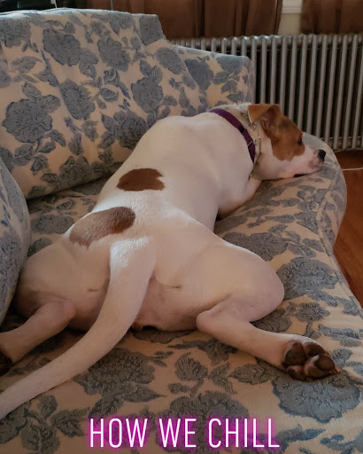 Pet Supply Store «PetSmart», reviews and photos, 10 Hazard Ave, Enfield, CT 06082, USA