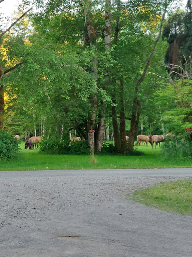Campground «Hard Rain Cafe», reviews and photos, 5763 Upper Hoh Rd, Forks, WA 98331, USA
