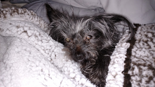 Pet Supply Store «PBS Animal Health», reviews and photos, 2780 Richville Dr SE, Massillon, OH 44646, USA