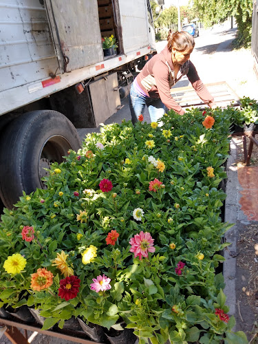 Vivero don vicente - Valparaíso