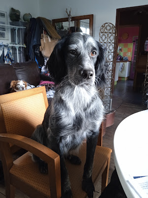 Cabinet Vétérinaire du Dr Gosselin - SELARL Vétérinaire du littoral à Perros-Guirec