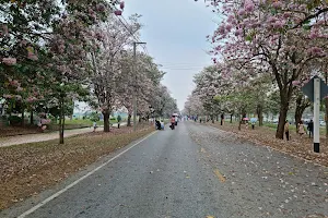 Beautiful Chomphu Phanthip Trees image