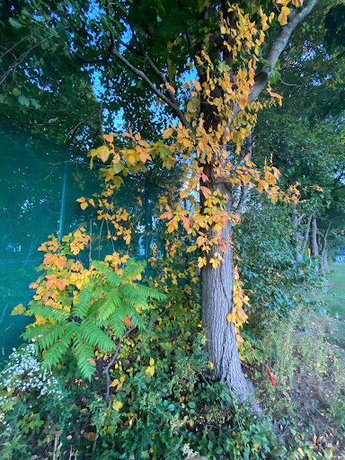 Park «Bialek Park», reviews and photos, 17 Linebrook Rd, Ipswich, MA 01938, USA