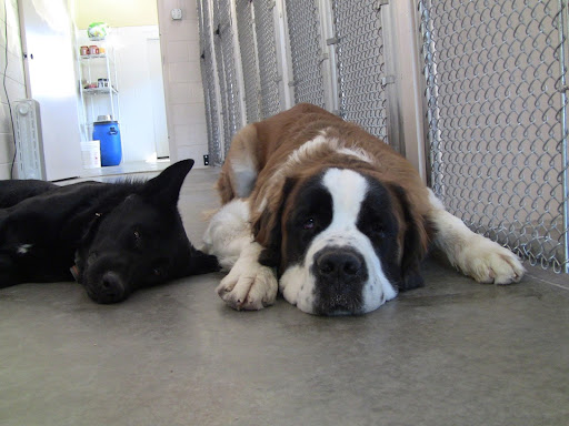 Pet Boarding Service «Bed & Biscuit Pet Resort», reviews and photos, 5525 AZ-69, Mayer, AZ 86333, USA