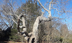 Stanley Rowe Arboretum