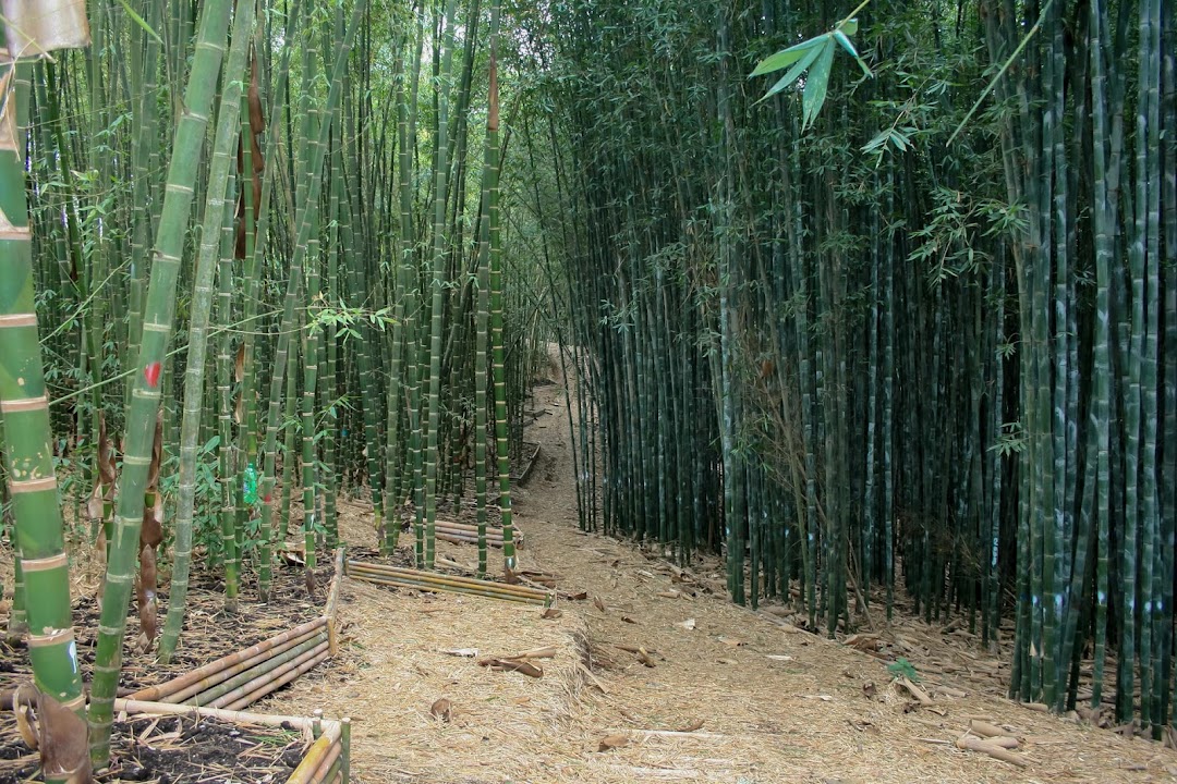Bambubici