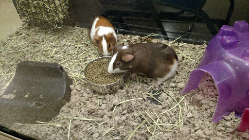 Pet Supply Store «PetSmart», reviews and photos, 6060 Long Prairie Rd, Flower Mound, TX 75028, USA