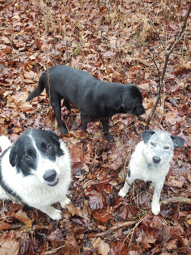 Pet Supply Store «Petco Animal Supplies», reviews and photos, 1080 Hometown Commons, Mountain Home, AR 72653, USA