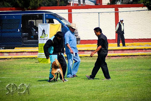 SPEX Adiestramiento Canino